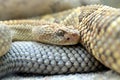 South American rattlesnake Crotalus durissus unicolor close up. Royalty Free Stock Photo