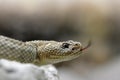 South American rattlesnake Crotalus durissus unicolor close up. Royalty Free Stock Photo