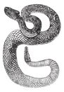 South American Rattlesnake or Tropical Rattlesnake or Crotalus durissus vintage engraving