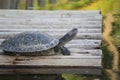 South American river turtle photography (Podocnemis expansa)