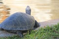 South American river turtle photography (Podocnemis expansa)