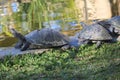 South American river turtle photography (Podocnemis expansa)