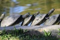 South American river turtle photography (Podocnemis expansa)