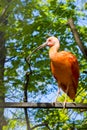 South American scarlet ibis in a volier