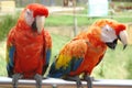 South American Scarlet Macaw Parrots Royalty Free Stock Photo