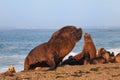 South American sea lion Royalty Free Stock Photo