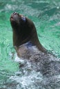 South american sea lion Royalty Free Stock Photo