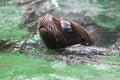 South American sea lion Royalty Free Stock Photo