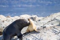 South American sea lion colony on Beagle channel Royalty Free Stock Photo