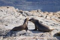 South American sea lion colony on Beagle channel Royalty Free Stock Photo