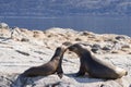 South American sea lion colony on Beagle channel Royalty Free Stock Photo