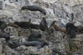 South american sea lions sleeping