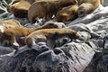 South American sea lion colony near Ushuaia, Argentina Royalty Free Stock Photo