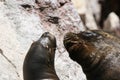 South american sea lions on rock