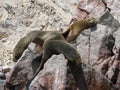 South american sea lions on rock