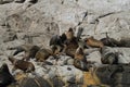 South american sea lions on rock