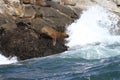 South american sea lions on rock