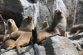 South american sea lions on rock