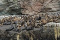 South american sea lion colony