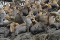 South american sea lion colony