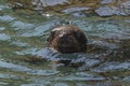 South American Sea Lion Royalty Free Stock Photo