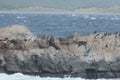 South American sea lion, Otaria flavescens, breeding colony and haulout on small islets just outside Ushuaia. Royalty Free Stock Photo