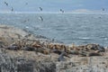 South American sea lion, Otaria flavescens, breeding colony and haulout on small islets just outside Ushuaia. Royalty Free Stock Photo