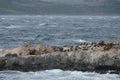 South American sea lion, Otaria flavescens, breeding colony and haulout on small islets just outside Ushuaia.