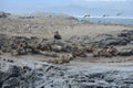 South American sea lion, Otaria flavescens, breeding colony and haulout on small islets just outside Ushuaia. Royalty Free Stock Photo