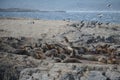 South American sea lion, Otaria flavescens, breeding colony and haulout on small islets just outside Ushuaia. Royalty Free Stock Photo