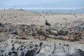 South American sea lion, Otaria flavescens, breeding colony and haulout on small islets just outside Ushuaia.