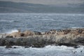 South American sea lion, Otaria flavescens, breeding colony and haulout on small islets just outside Ushuaia.