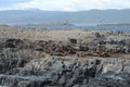 South American sea lion, Otaria flavescens, breeding colony and haulout on small islets just outside Ushuaia. Royalty Free Stock Photo