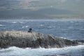 South American sea lion, Otaria flavescens, breeding colony and haulout on small islets just outside Ushuaia. Royalty Free Stock Photo