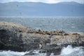 South American sea lion, Otaria flavescens, breeding colony and haulout on small islets just outside Ushuaia.