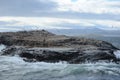 South American sea lion, Otaria flavescens, breeding colony and haulout on small islets just outside Ushuaia. Royalty Free Stock Photo