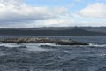 South American sea lion, Otaria flavescens, breeding colony and haulout on small islets just outside Ushuaia. Royalty Free Stock Photo