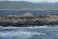 South American sea lion, Otaria flavescens, breeding colony and haulout on small islets just outside Ushuaia.