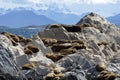 South American sea lion colony near Ushuaia, Argentina Royalty Free Stock Photo