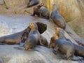 South American sea lion Otaria flavescens colony in Southern Chile