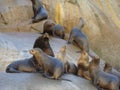 South American sea lion Otaria flavescens colony in Southern Chile Royalty Free Stock Photo