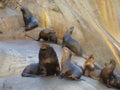 South American sea lion Otaria flavescens colony in Southern Chile