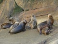 South American sea lion Otaria flavescens colony in Southern Chile Royalty Free Stock Photo