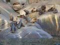 South American sea lion Otaria flavescens colony in Southern Chile Royalty Free Stock Photo