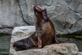 The South American sea lion, Otaria flavescens in the zoo Royalty Free Stock Photo