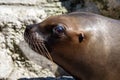 The South American sea lion  Otaria flavescens in the zoo Royalty Free Stock Photo