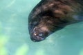 South American sea lion Royalty Free Stock Photo