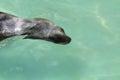 South American sea lion Royalty Free Stock Photo