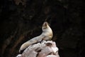 Sea Lion Resting on Rock Royalty Free Stock Photo