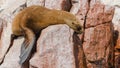 South American sea lion Otaria flavescens Royalty Free Stock Photo